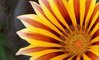 Substrát pre nekvitnúce izbové rastliny