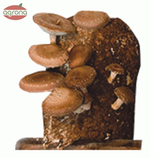 Shii-take sadba 1L obilná násada