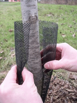 Chráničky kmeňov samozvieracia