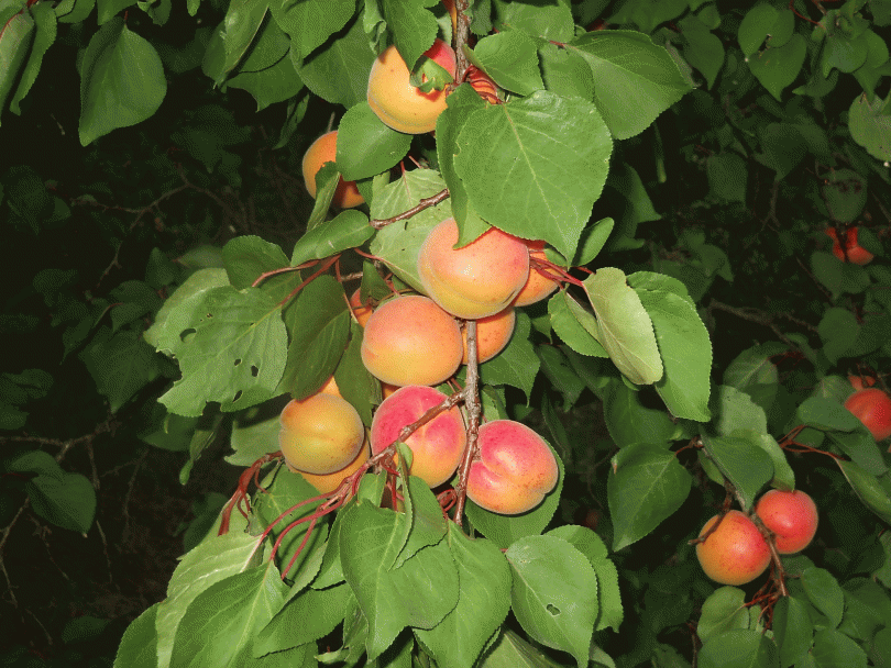 Dozrievajú marhule na zaváranie aj na džemaj do pálenice