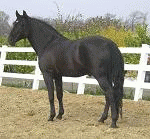 Plastové ohrady pre kone, ovce a ostatné zvieratá