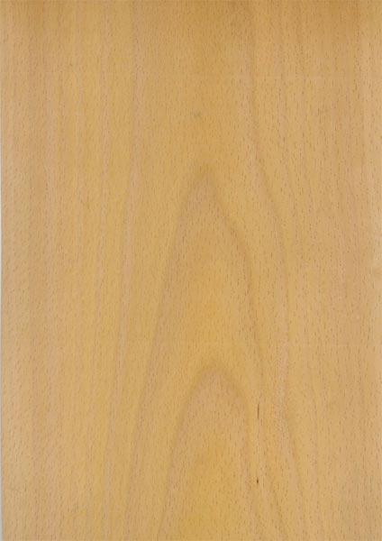 Dekoračné dyhy - Buk