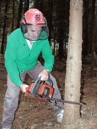 Těžba dřeva   