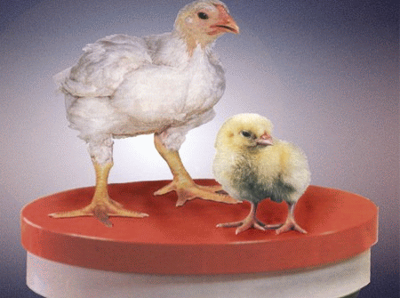 Váhy - digitálne zariadenie