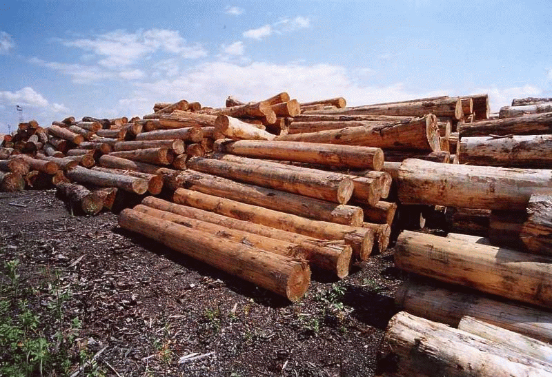 Pilařská výroba - Listnatý sortiment řeziva na rámových pilách