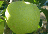 Odrody Idared a Golden Delicious